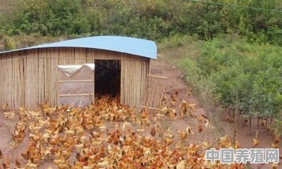 想在老家散养土鸡，如何搭建鸡舍比较合理 - 中国养殖网