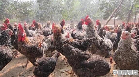 养殖芦花鸡有前景吗？怎样才能养好芦花鸡 - 中国养殖网