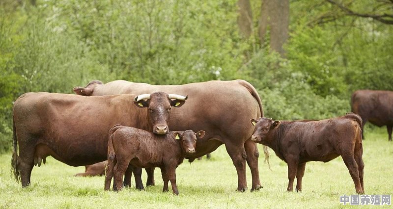 放养牦牛肉跟圈养育肥的牛肉有什么区别 - 中国养殖网