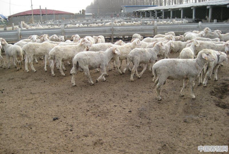 刚买的羊粪，冬季寒冷不知道如何发酵该怎么办 - 中国养殖网