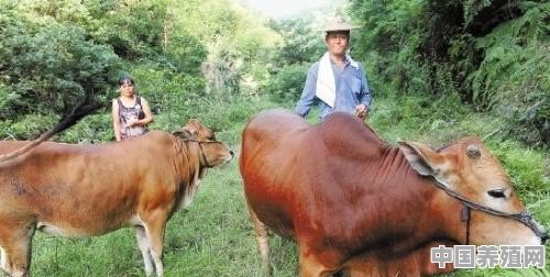 养牛有哪些常见的病症 - 中国养殖网
