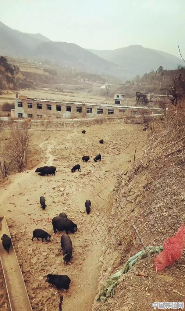 下雨天适合放养藏香猪吗 - 中国养殖网