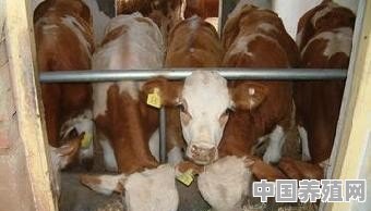 2022年回农村养牛怎么样？国家政策支持吗 - 中国养殖网