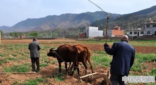 2022年回农村养牛怎么样？国家政策支持吗 - 中国养殖网