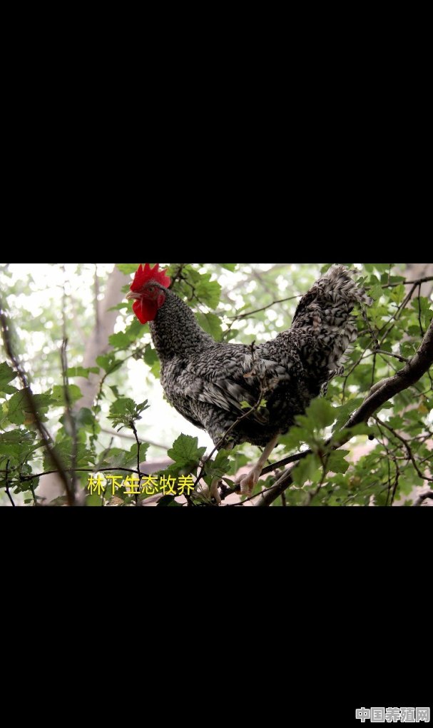 求教土鸡的定义是什么 - 中国养殖网
