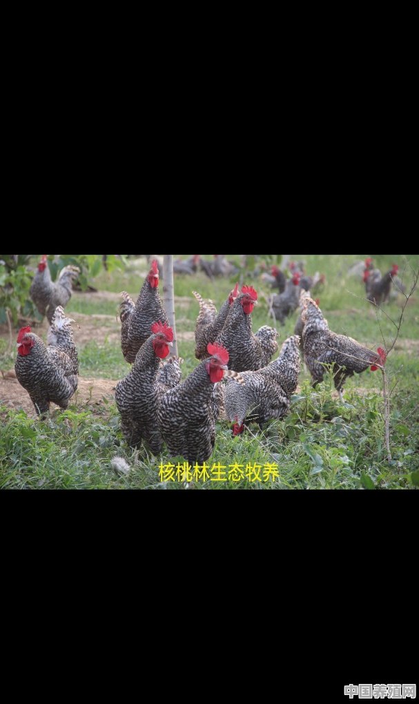 求教土鸡的定义是什么 - 中国养殖网