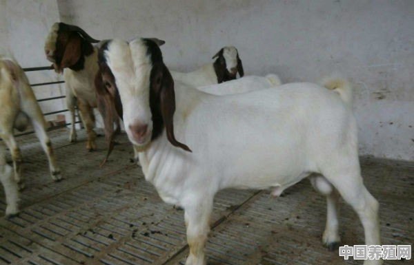 什么品种山羊适应黑龙江省气候 - 中国养殖网