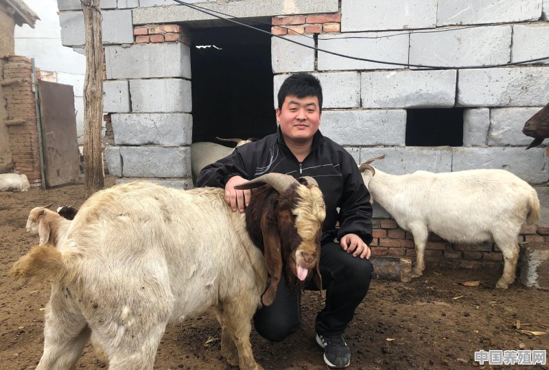 什么品种山羊适应黑龙江省气候 - 中国养殖网