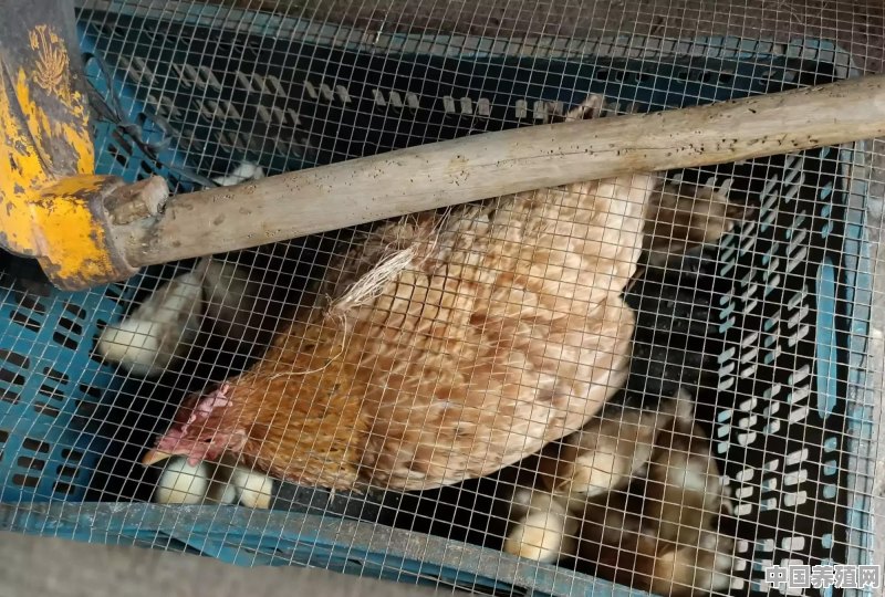 散养土鸡需要哪些注意事项，如何防病 - 中国养殖网
