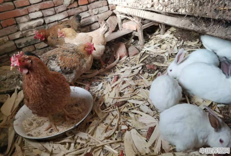 农村圈养鸡喂养经验有哪些 - 中国养殖网
