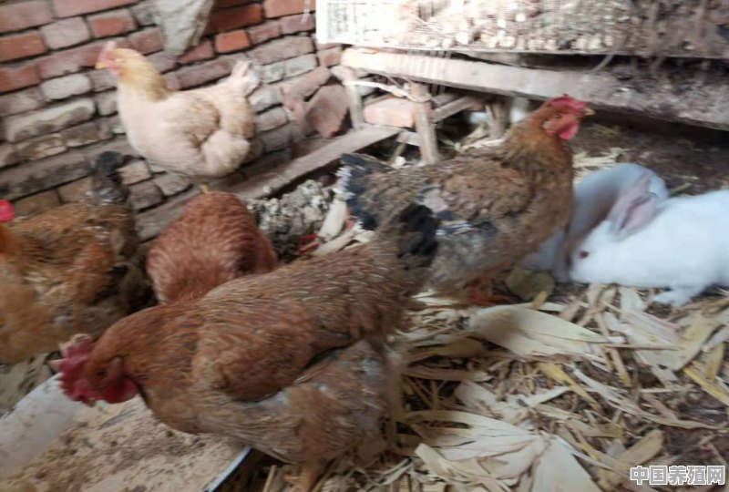农村圈养鸡喂养经验有哪些 - 中国养殖网