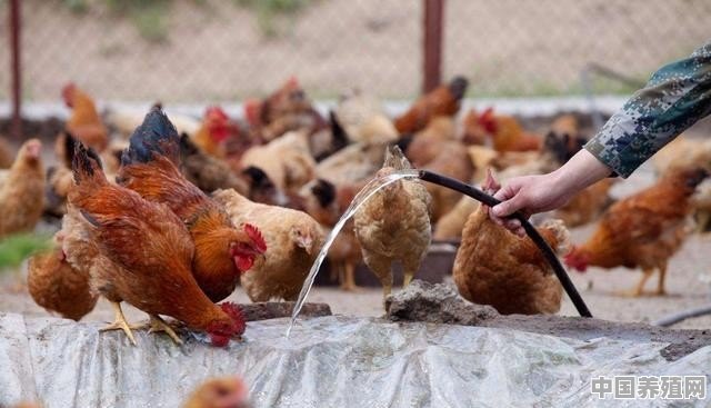 散养土鸡几个月出栏 - 中国养殖网