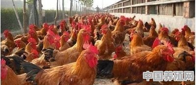 土鸡需求一直都在，为何有人说销售却越来越难 - 中国养殖网