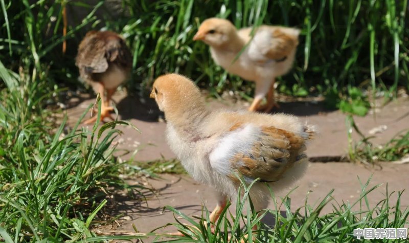 土鸡需求一直都在，为何有人说销售却越来越难 - 中国养殖网