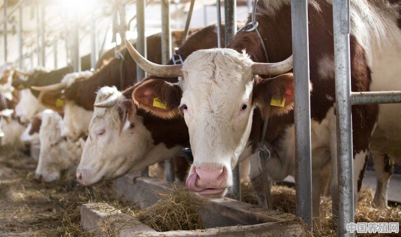 冬季养牛，要注意采取哪些措施，可提高育肥效率呢 - 中国养殖网