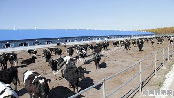 冬季养牛，要注意采取哪些措施，可提高育肥效率呢 - 中国养殖网