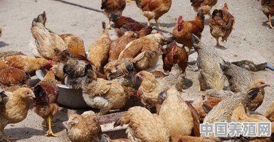 养鸡该怎么选择鸡的品种？如何连续销售 - 中国养殖网