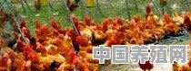 养鸡该怎么选择鸡的品种？如何连续销售 - 中国养殖网