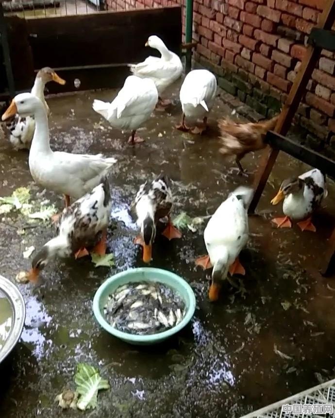 为什么大家都说农村养的土鸡土鸭比吃饲料的鸡鸭更有营养，这话说的对吗 - 中国养殖网