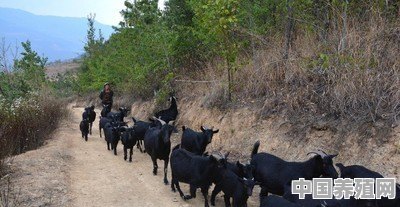 散养500只黑山羊一年有多少利润 - 中国养殖网