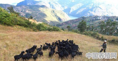 散养500只黑山羊一年有多少利润 - 中国养殖网