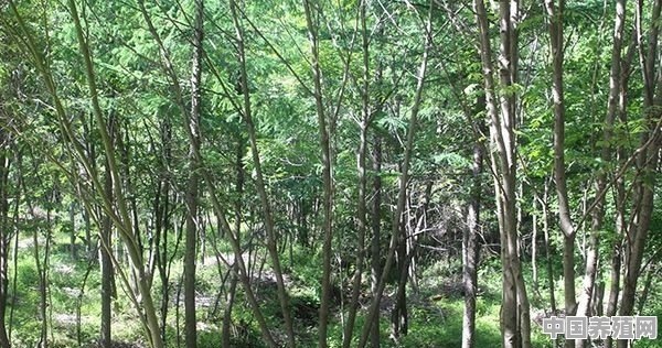 在广西农村有一千亩的荒山，可种植经济林木，种什么树种好，大概需要多少资金 - 中国养殖网