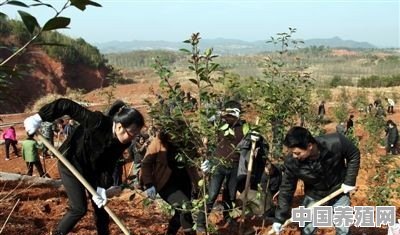 在广西农村有一千亩的荒山，可种植经济林木，种什么树种好，大概需要多少资金 - 中国养殖网