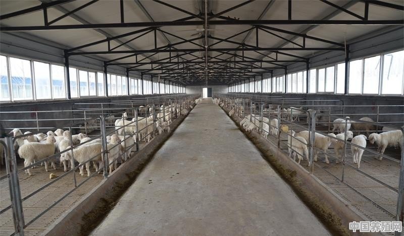 一个羊舍放多少只母羊 - 中国养殖网