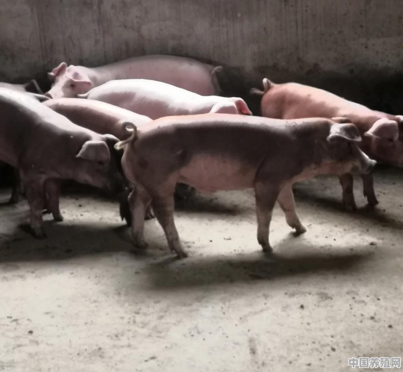 养猪的生态效益怎样写 - 中国养殖网