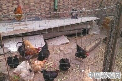 家里有个猪舍，现在不能养了，请问改养什么比较好 - 中国养殖网