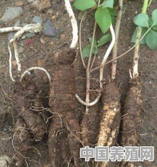 山葫萝卜可以人工养殖吗 - 中国养殖网