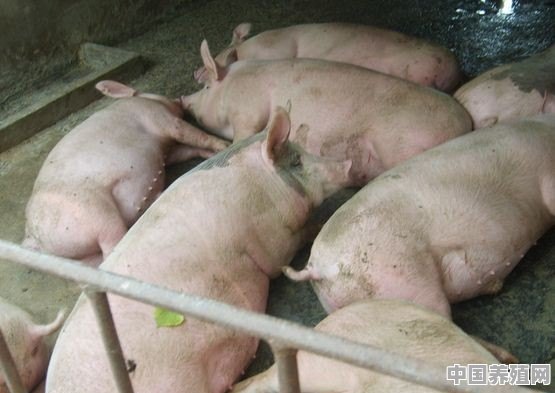 猪的胰腺肥大而且黑，死亡是怎么回事 - 中国养殖网