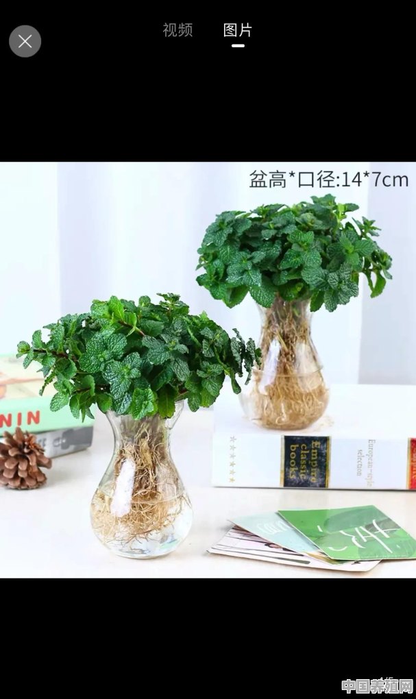 有哪些小盆栽植物适合学生党放在宿舍或者带到图书馆自习时用 - 中国养殖网