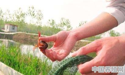龙虾塘可放鱼苗吗 - 中国养殖网