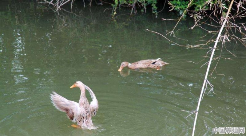 养鸭子的水可以流进小龙虾池子吗 - 中国养殖网