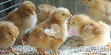 农村土鸡怎么养殖？土鸡怎样孵化 - 中国养殖网