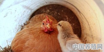 农村土鸡怎么养殖？土鸡怎样孵化 - 中国养殖网