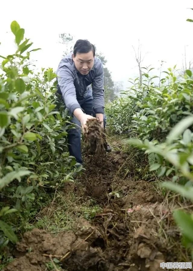 秋季茶树如何管理 - 中国养殖网