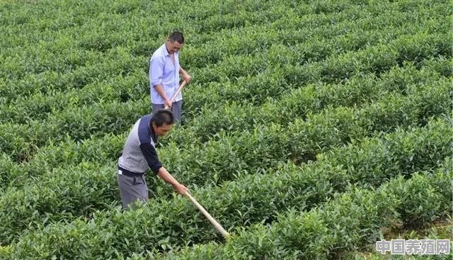 秋季茶树如何管理 - 中国养殖网