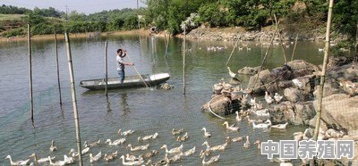 死水塘鸭鱼混养如何保持水质，有哪些技术要领 - 中国养殖网