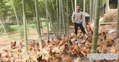 土鸡什么年龄产蛋最多 - 中国养殖网