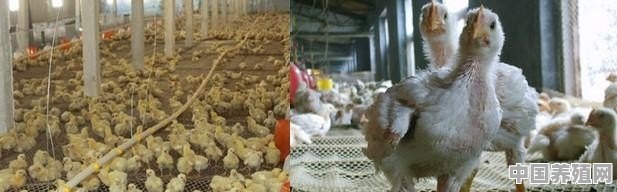 如何在家庭阳台无臭养鸡 - 中国养殖网