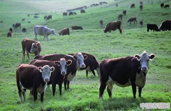 什么是循环种养模式？在养牛时，如何实现循环种养 - 中国养殖网