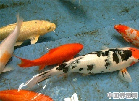 给鱼换水什么时候 - 中国养殖网