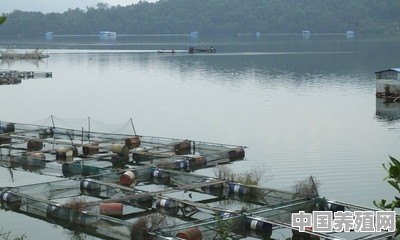 水产养殖常有中毒现象发生，该如何区分与应对 - 中国养殖网
