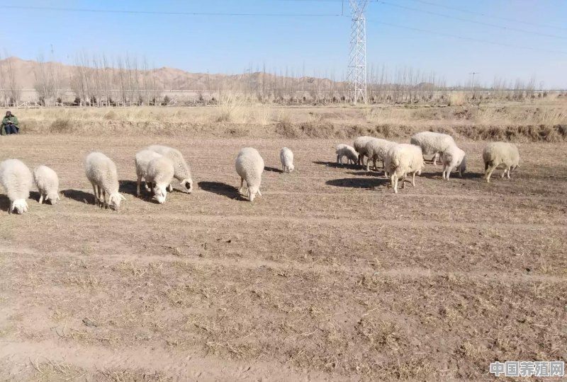 羊好养吗 - 中国养殖网
