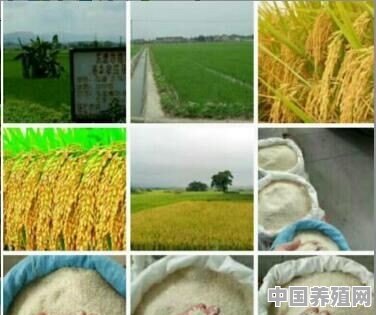2020年，回农村能挣到钱吗 - 中国养殖网