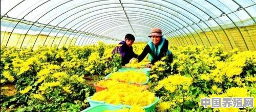 2020年，回农村能挣到钱吗 - 中国养殖网