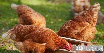 2个月小鸡，玉米面和饲料怎样配料 - 中国养殖网
