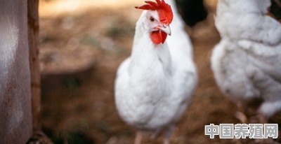 2个月小鸡，玉米面和饲料怎样配料 - 中国养殖网